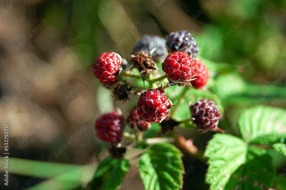 Close-up - Blackberry branch with green leaves and many red, brown and black colored berries. Close-up - Blackberry branch with green leaves and many red, brown and black colored berries.
