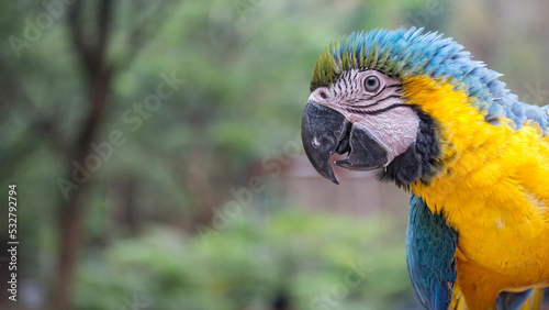 Kolorowa papuga ara na wolności © Anna