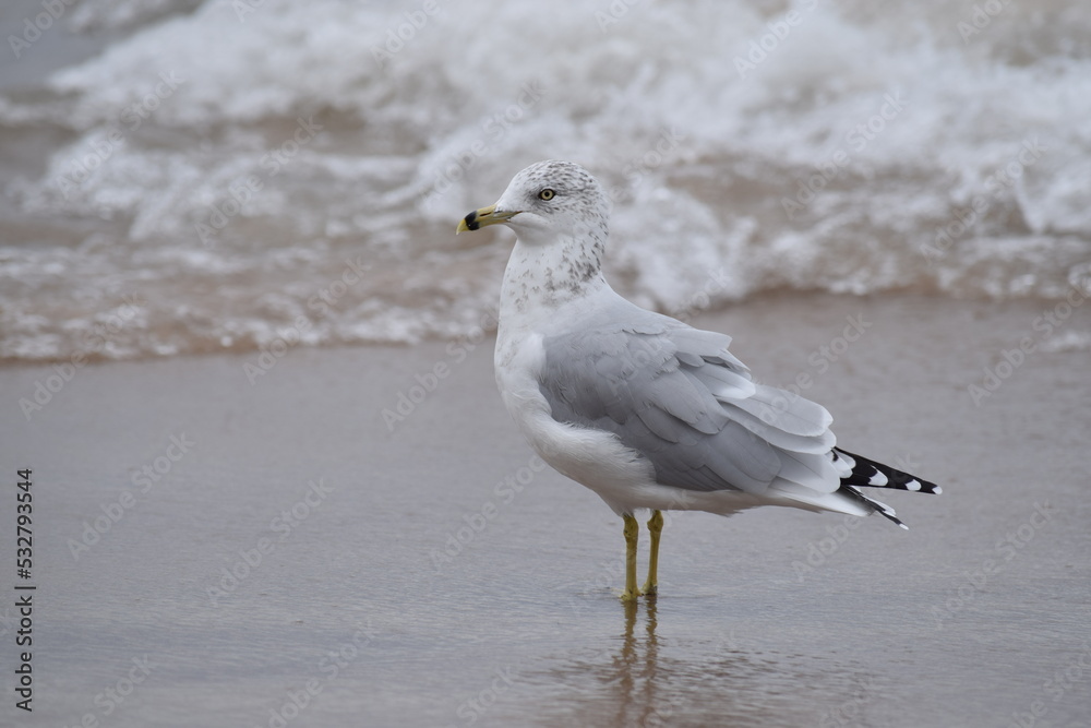 Ring billed gull on a beach, on a cloudy day, with the sea in the background Ring billed gull on a beach, on a cloudy day, with the sea in the background