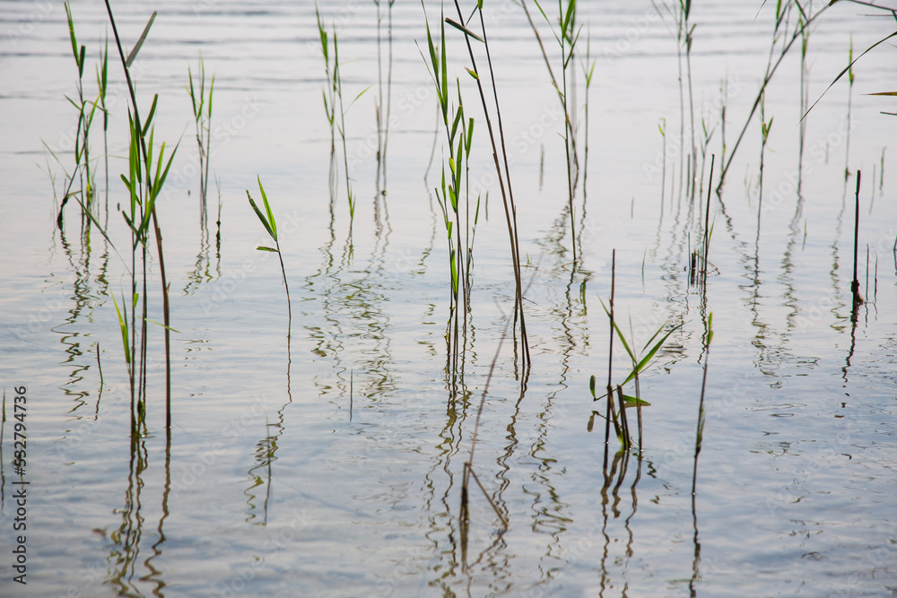 Tender common reed reflecting in the water waves of a lake - abstract and mystical water landscape, at sunset, blurred background, nature protection, texture Tender common reed reflecting in the water waves of a lake - abstract and mystical water landscape, at sunset, blurred background, nature protection, texture
