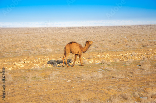 Camels are on the road heat  drought  United Arab Emirates