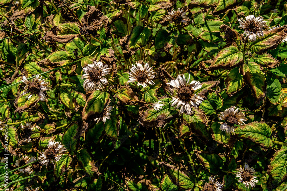 Vertrocknete Blütenstände des Sonnenhutes im Garten Vertrocknete Blütenstände des Sonnenhutes im Garten