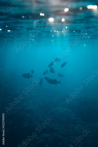 School of dark fish swimming under water in deep blue ocean at sunset with light rays coming through water in Maui Hawaii