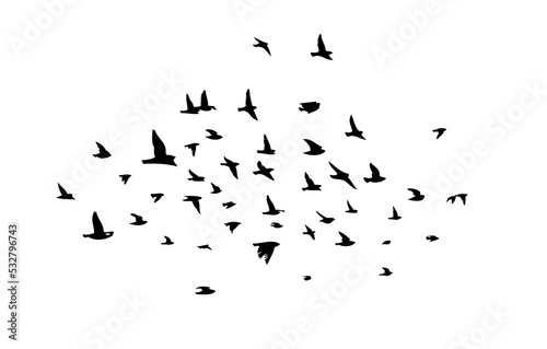 Fototapete A flock of flying birds. Free birds. Vector illustration