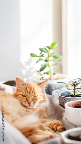 Fotografie Cute ginger cat lying on window sill among flower pots with houseplants