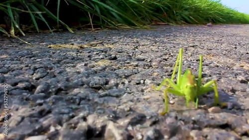 Huge big green grasshopper insect crawling on ground grass Germany. photo