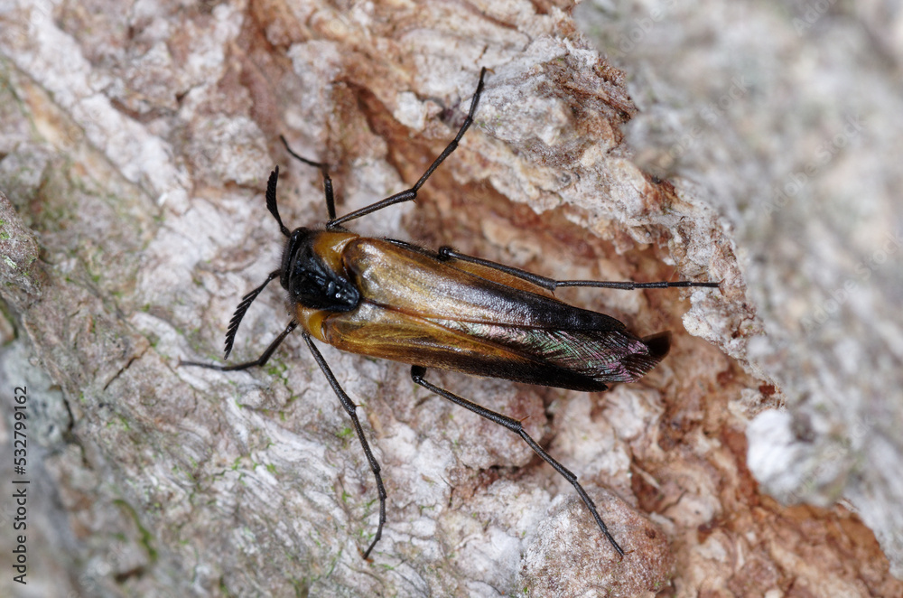 Un coléoptére marron parasite des nids de guèpe (Metoecus paradoxus) Un coléoptére marron parasite des nids de guèpe (Metoecus paradoxus)