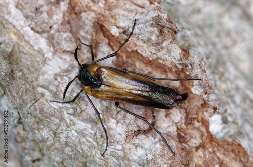 Un coléoptére marron parasite des nids de guèpe (Metoecus paradoxus) photo