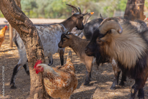 Various types of farm animals, goats, chickens.