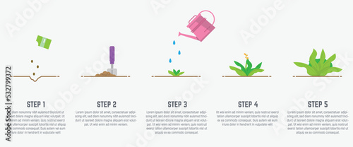 Growing plant stages. Seeds, watering can, sprout and grow plant. Сabbage plant in flowerpot. Flat style vector illustration of house plant with leaves in ground. Grow process stages.