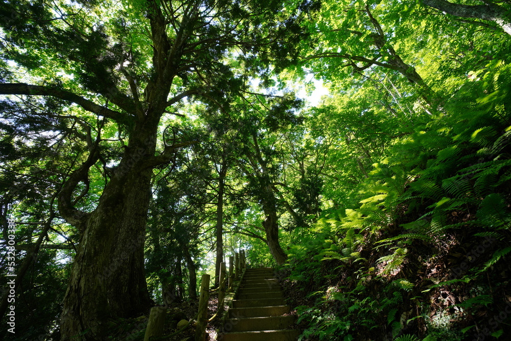 Obraz premium 森の木々