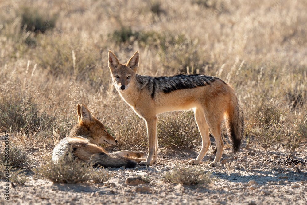 Chacal à chabraque, mange une Pintade, Canis mesomelas, Afrique Chacal à chabraque, mange une Pintade, Canis mesomelas, Afrique