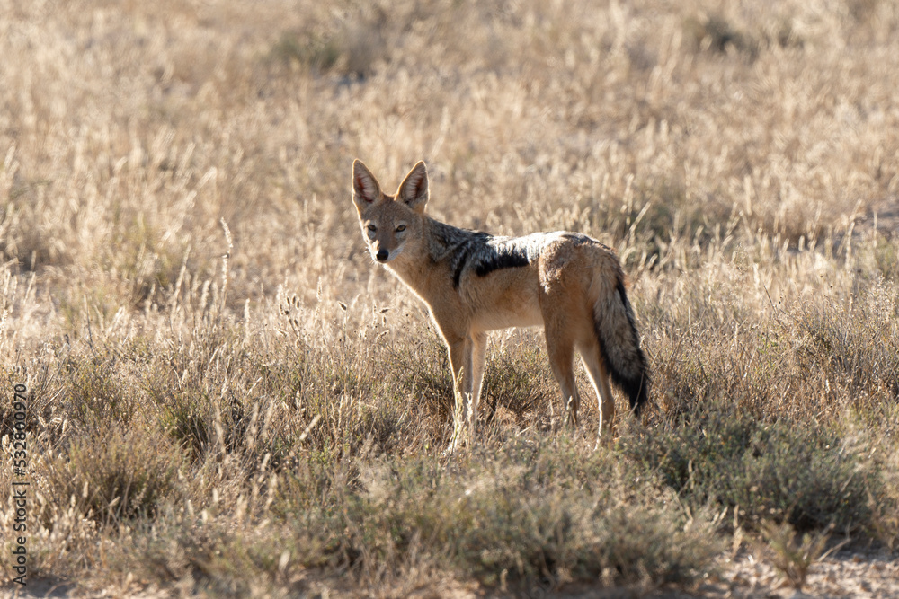 Fototapeta premium Chacal à chabraque, mange une Pintade, Canis mesomelas, Afrique