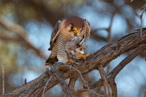 Faucon chicquera,.Falco chicquera, Red necked Falcon photo