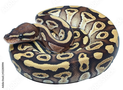 Ball python in a coiled position photo