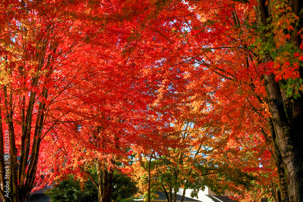 red autumn leaves 05