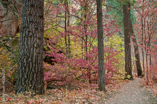 A colorful autumn forest with varying colors of leaves and textures from the trees. 