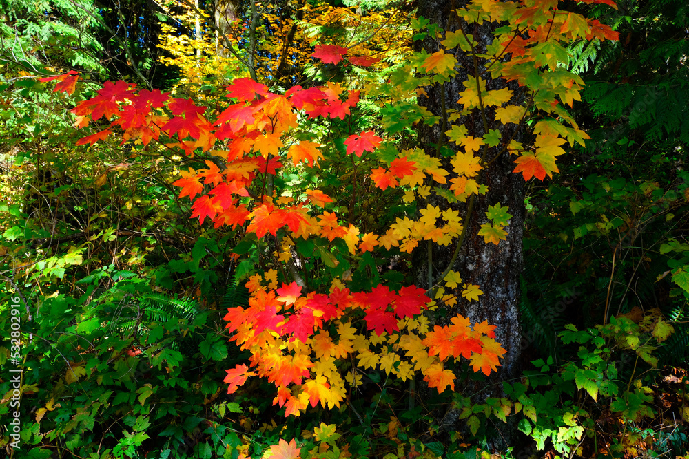 Fall Forest Leaves