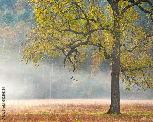 A lone tree in autumn surrounded by a field on a foggy and misty morning. The leaves are yellow.  photo