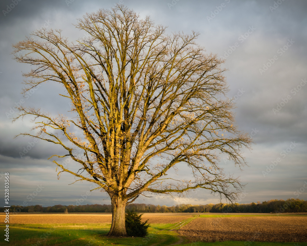 A large tree lit by the sun with a dark sky background. It is winter and the tree is bare of leaves. 