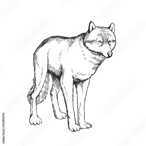 Vector hand drawn illustration of wolf isolated on white. Sketch of wild animal in engraving style.