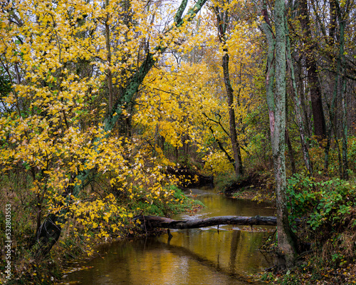 Fototapeta Naklejka Na Ścianę i Meble -  A small creek surrounded by beautiful yellow trees in autumn. 