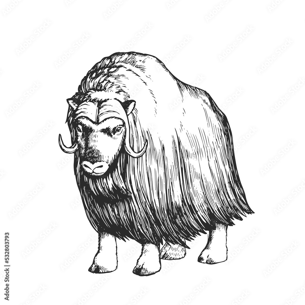Vector hand-drawn illustration of a musk ox isolated on a white background. Sketch of a muskox in the style of engraving. A wild animal of the Arctic. - obrazy, fototapety, plakaty 