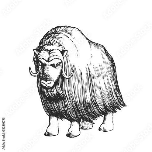 Vector hand-drawn illustration of a musk ox isolated on a white background. Sketch of a muskox in the style of engraving. A wild animal of the Arctic.