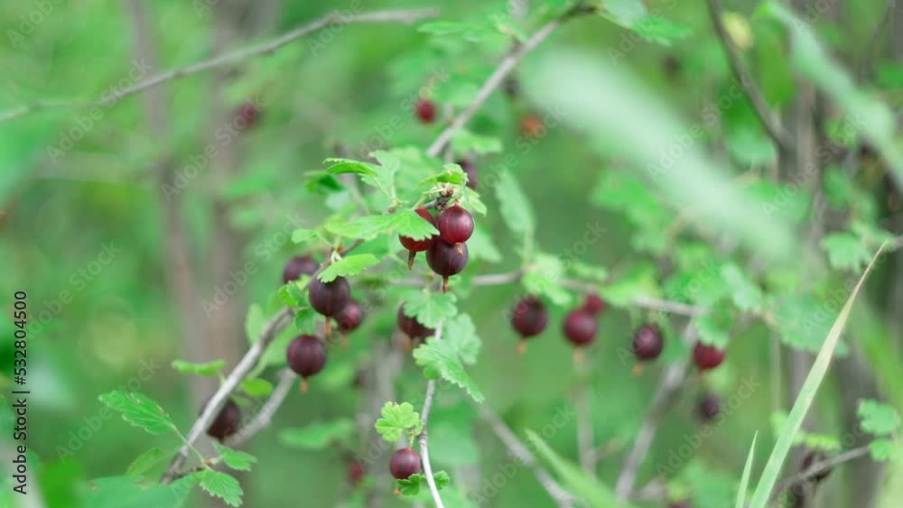 Close-up of organic gooseberry berries hanging on a branch under the leaves. Selective focus Close-up of organic gooseberry berries hanging on a branch under the leaves. Selective focus