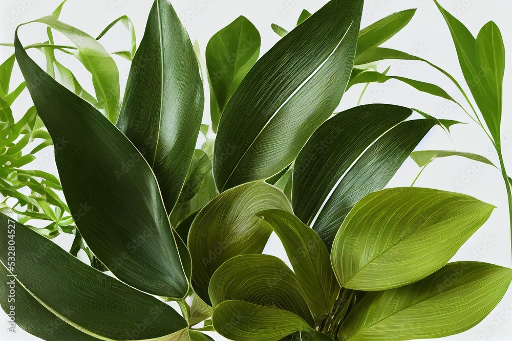 Obraz premium Group Green leaves tropical foliage plant bush of philodendron, dracaena and fern floral arrangment nature backdrop isolated on white background, clipping path included , anime style