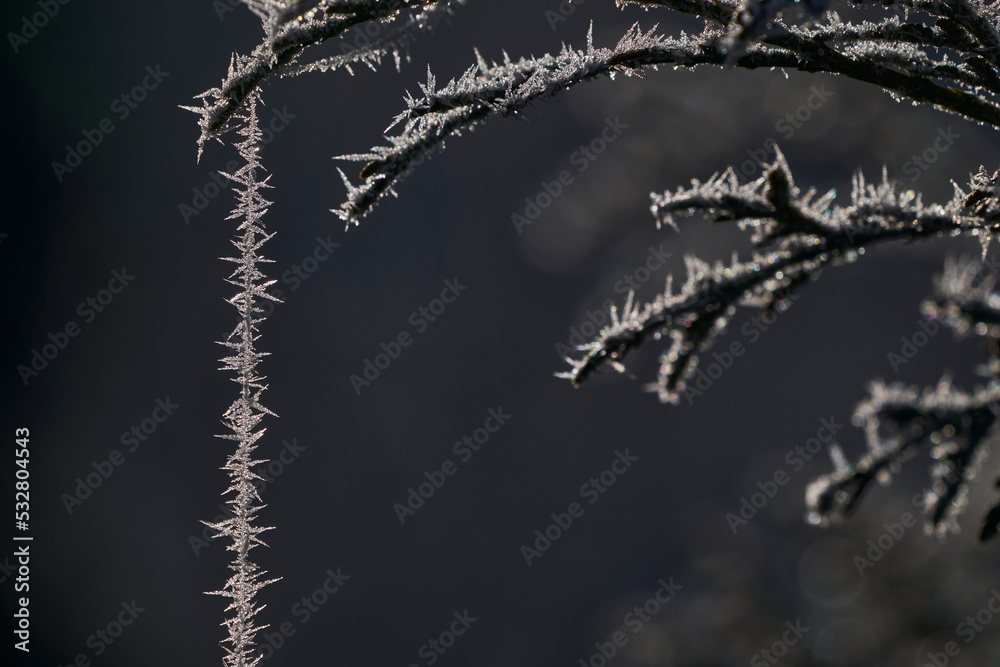 frost on branches frost on branches