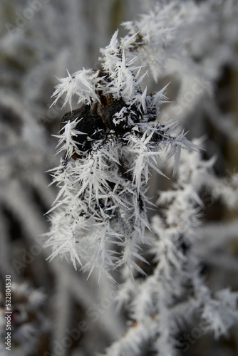 frost on branches © Jens