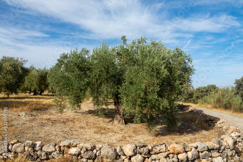 Nice olive tree in the field surrounded by a small stone wall