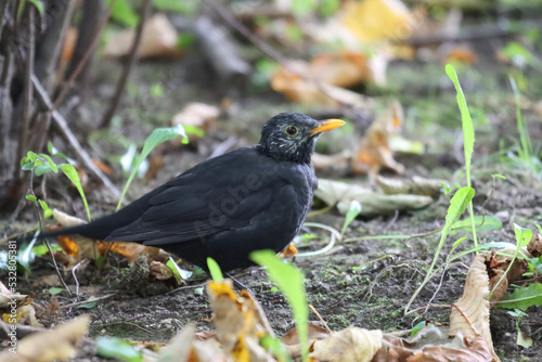 The blackbird is a common bird found throughout much of the world, and it is well adapted to life in a variety of habitats. 