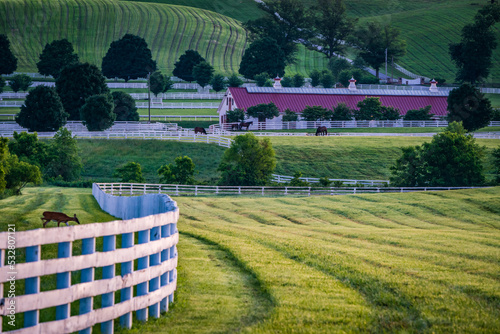 Horse farm