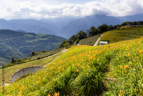 Orange day lily flower field in Taimali Kinchen Mountain in Taitung photo