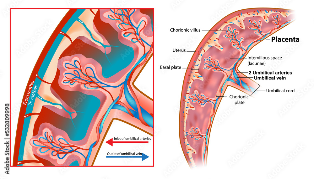 Human Fetus Placenta Anatomy. Structure of the chorionic villus, fetal
