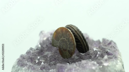 ammonite rotates on a presentation plate in front of a white background