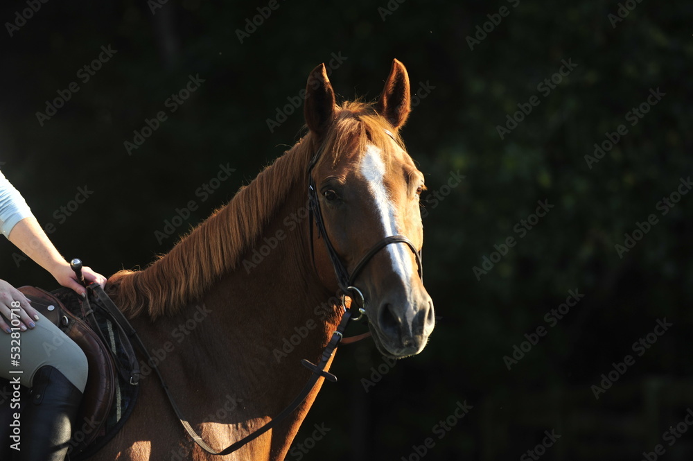 Fototapeta premium Chestnut horse with side lightning