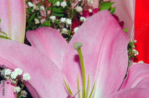 Bouquet of large Lilies .Lilium, belonging to the Liliaceae. Blooming pink tender Lily flower .Pink Stargazer Lily flowers background. Closeup of pink stargazer lilies and green foliage. Summer