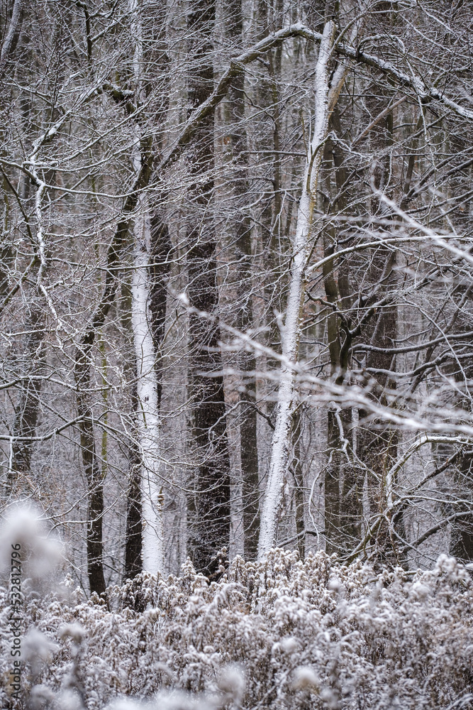 Fototapeta premium winter in the forest