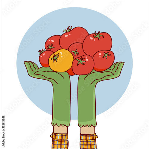 Harvest vector illustration. Hands hold tomatos in hands. Autumn harvest season symbol fresh vegetables.