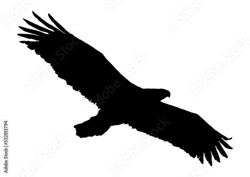 Black silhouette birds isolated on white background. Falcon, hawk, eagle or orel., eagle in flight. Vector illustration