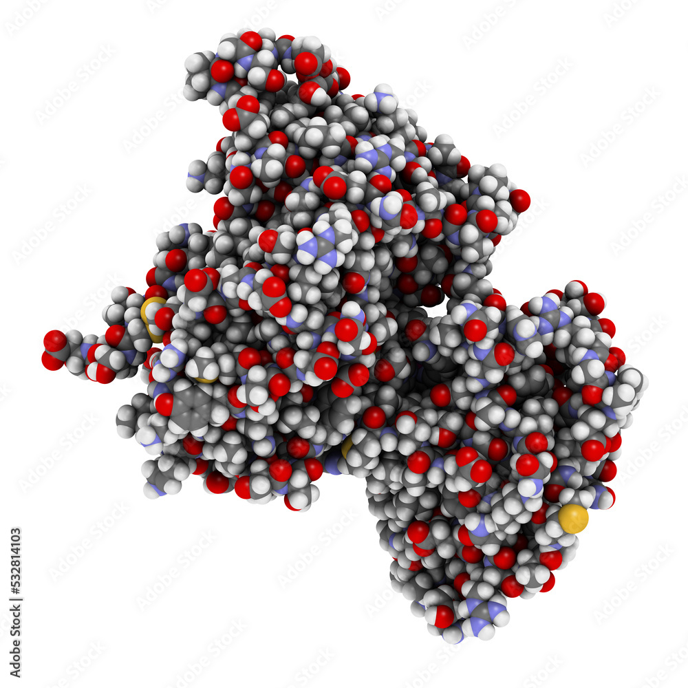 Intrinsic factor (IF) protein. Glycoprotein produced in the stomach