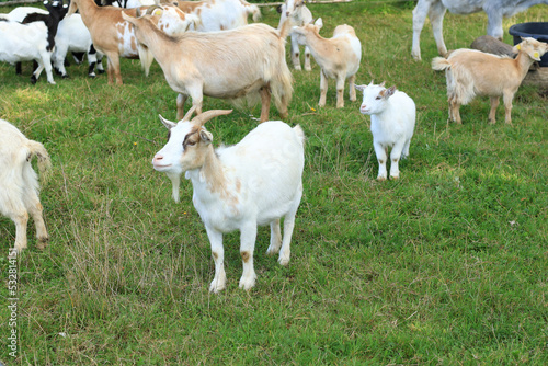 cute friendly domestic miniature goats