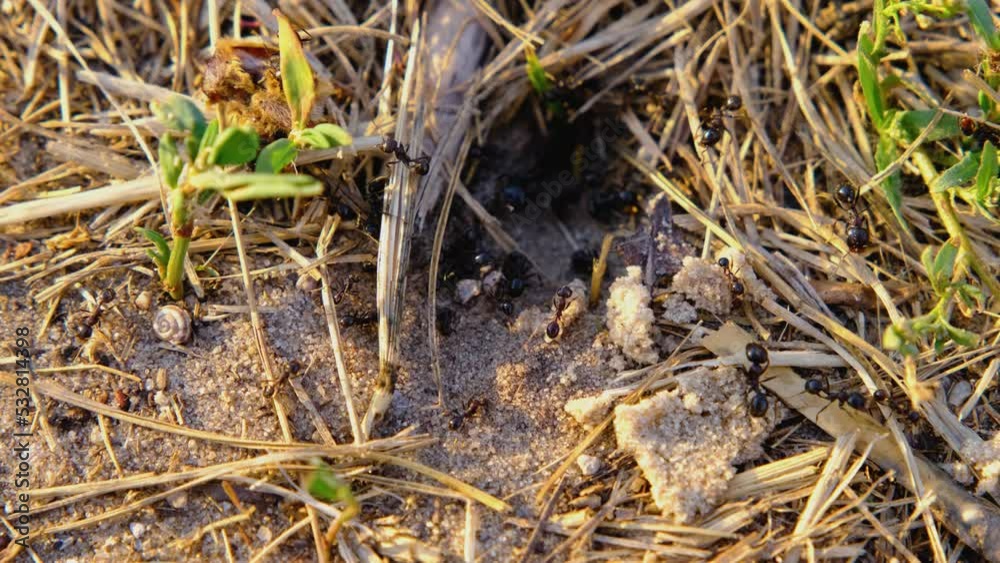 Black ants. Ants close-up. Ant colony. Ants teamwork Black ants. Ants close-up. Ant colony. Ants teamwork