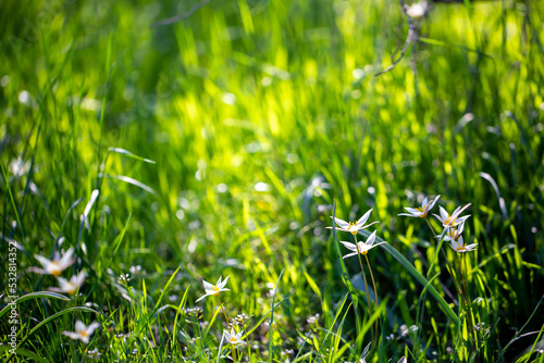 Spring flowers under the rays of sunlight. Snowdrops close-up. Beautiful landscape of nature. Hi spring. Beautiful flowers on a green meadow.