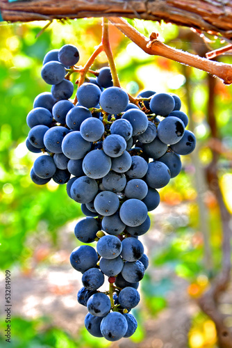 Bunch of Merlot Gapes with oleanolic acid 