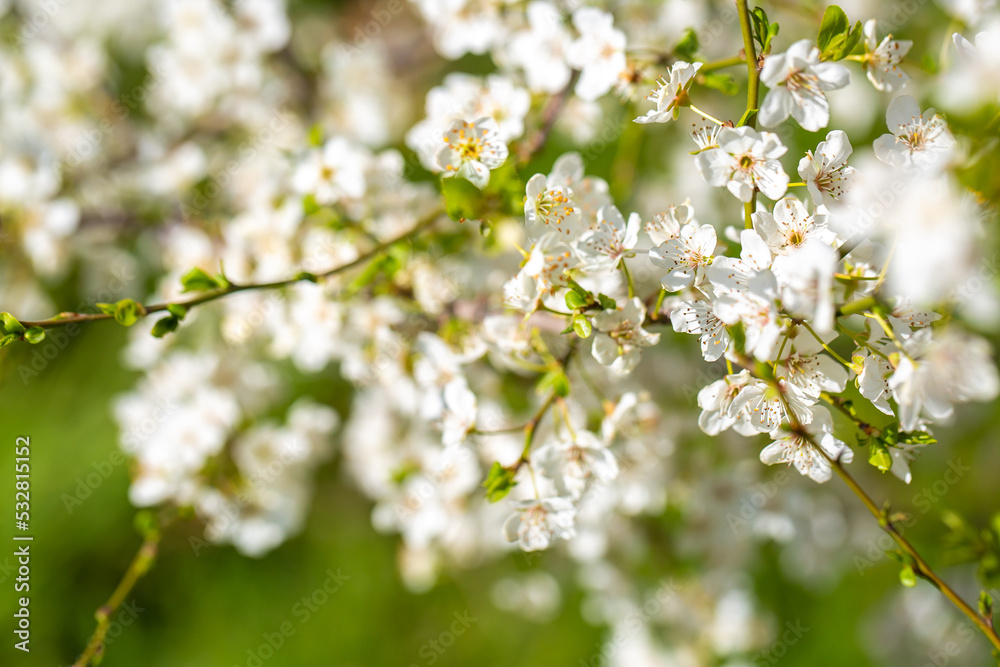 White flowers bloom in the trees. Spring landscape with blooming sakura tree. Beautiful blooming garden on a sunny day. Copy space for text. White flowers bloom in the trees. Spring landscape with blooming sakura tree. Beautiful blooming garden on a sunny day. Copy space for text.