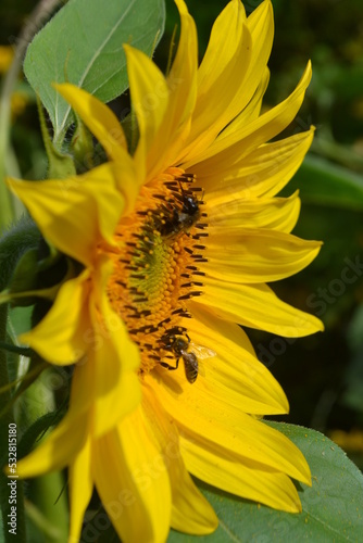 A large bright flower of a yellow sunflower with bees